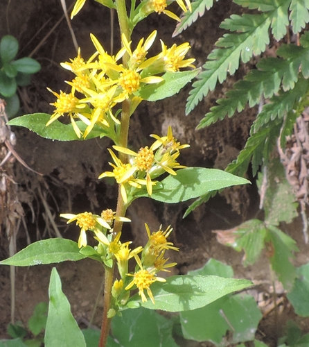 Solidago virgaurea